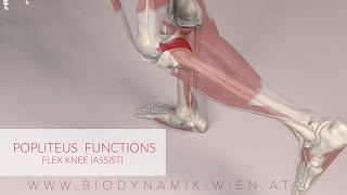 Poplietus Muscle Function Knee Flex Assist 3D Animation [upl. by Acirfa911]