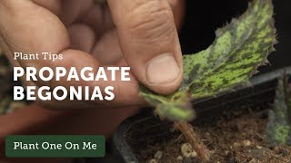 How to Propagate Begonias — Ep 108 [upl. by Collbaith]