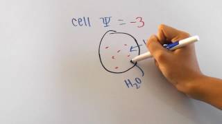 Water Potential Formula Explained [upl. by Rabush]