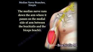 Median Nerve Branches Simple  Everything You Need To Know  Dr Nabil Ebraheim [upl. by Zephan808]