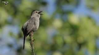 Gray Catbird singing [upl. by Barnaba659]