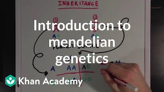 An Introduction to Mendelian Genetics  Biomolecules  MCAT  Khan Academy [upl. by Sairu117]