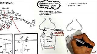 Neuron Neuron Synapses EPSP vs IPSP [upl. by Oirretna849]