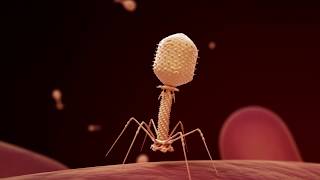 Fighting Infection with Phages [upl. by Beauregard]