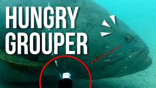 Giant 300kg Queensland Grouper steals our camera [upl. by Xer]