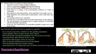 Grade 12 Life Sciences Evolution Part 2 [upl. by Darline]