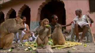 Macaques and Langoors in Rajasthan [upl. by Germana]