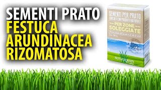 Festuca Arundinacea Rizomatosa Sementi per Prato [upl. by Duyne]