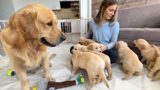 Inexperienced Dog Dad Learns To Parent His Puppies [upl. by Adnilrem84]