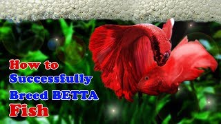 How to Breed Betta Fish  Breeding Over Halfmoon Betta [upl. by Annahsat]