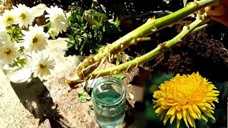 How to grow Chrysanthemums from cutting very easy [upl. by Tranquada]