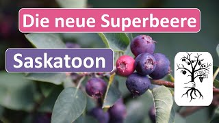 Saskatoon  neues Superfood aus Kanada  Amelanchier alnifolia [upl. by Ettenan487]