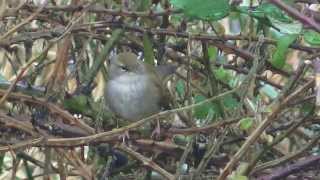 Cettis Warblers calling [upl. by Iahcedrom]