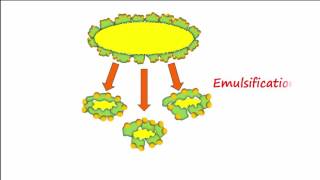 Lipid amp Lipoprotein Processing Part 1 [upl. by Akiehsat]