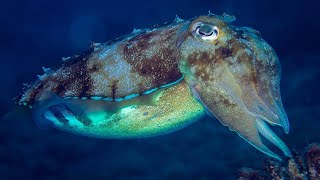 What is a Cephalopod  Oceana [upl. by Euqinim]