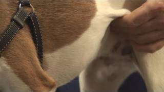 How To Castrate Male Dogs [upl. by Handler]