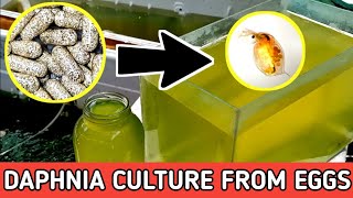 HOW TO HATCH DAPHNIA EGGS  HOW TO CULTURE DAPHNIA [upl. by Erdnassac357]