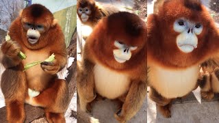 Discover the Charm of Golden Snub Nosed Monkeys [upl. by Edrei]