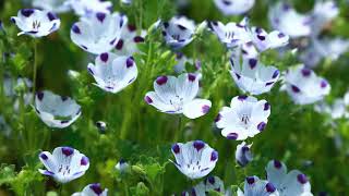 How to Grow Nemophila [upl. by Ymmit98]