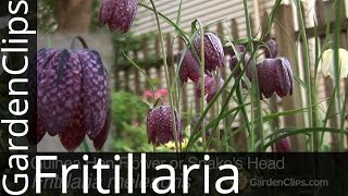 Guinea Hen Flower or Snakes Head  Fritillaria meleagris  How to grow Fritillaria [upl. by Karsten]