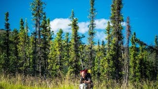 HD Im Zauber der Wildnis  Alaskas Majestät  der Denali Nationalpark Doku [upl. by Atenaz]