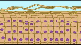 AP1 SKIN KERATINIZATION IN EPIDERMIS [upl. by Voorhis]