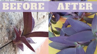 The PURPLE HEART Plant  How to grow and care for purple heart plant  Pallida Purpurea Plant [upl. by Sherye]