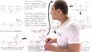 Mechanism of Chymotrypsin and Catalytic Triad [upl. by Hawken]