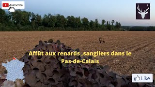 Affût Renards  Sangliers dans le PasdeCalais [upl. by Rossy]