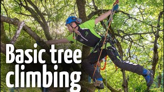 Simple amp safe tree climbing ascent technique [upl. by Eissirk]