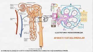 Fisiología Renal La Nefrona [upl. by Ketchum]