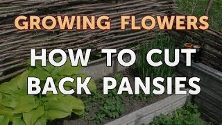 How to Cut Back Pansies [upl. by Lozano]