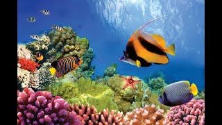 Ocean Habitats Ocean Life Education Primary Curriculum Resource 1 [upl. by Uthrop]