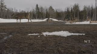 Brownville’s Food Pantry For Deer  Feeding grounds with curious deer [upl. by Drwde]