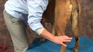 Dog Massage for Hip Dysplasia Legs [upl. by Dagall]