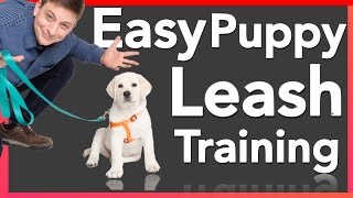 How to Leash Train your Puppy [upl. by Ripley186]