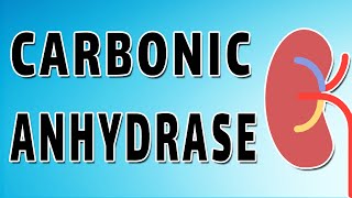 Carbonic Anhydrase and Bicarbonate Reabsorption [upl. by Elleinad]