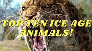 Top 10 ice age animals [upl. by Iahcedrom872]