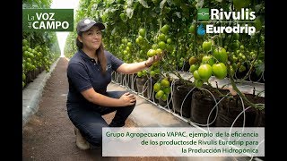 Testimonio Vapac  Sistema hidropónico para Tomate Saladette [upl. by Remled]