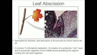 Ethylene Function and Synthesis in Plants [upl. by Auqinet]