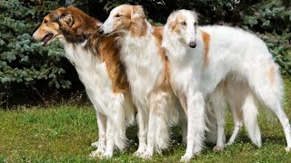 10 ELEGANT Facts About The Borzoi Dog Russian Wolfhound [upl. by Fauman]