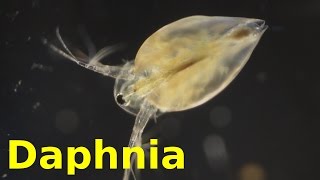 Daphnia [upl. by Stillmann545]