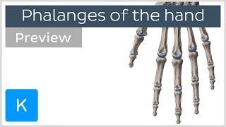 Overview of the Phalanges Bones of the Hand preview  Human Anatomy  Kenhub [upl. by Anuahs]