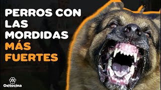 🐶😲 TOP 10 PERROS CON LA MORDIDA MÁS FUERTE [upl. by Pfeffer]