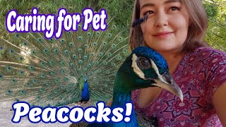 Peacock Care Everything You Need to Know About Peafowl [upl. by Sarah]