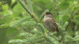 Goldencrowned Sparrow singing [upl. by Finnigan]