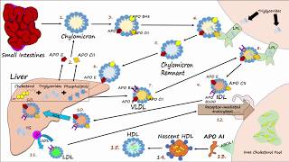 Lipid amp Lipoprotein Processing Part 3  Formation of LDL and HDL [upl. by Lebasi]