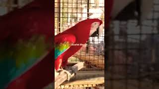 Big Red Parrot  Scarlet Macaw [upl. by Nayd]