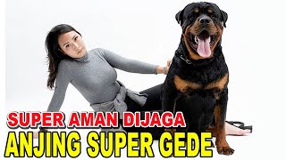 SUPER AMAN DIJAGA ANJING SUPER GEDE  ROTTWEILER TYPE B [upl. by Littell]