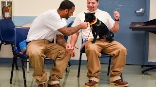 Prison inmates care for shelter dogs [upl. by Mollee]